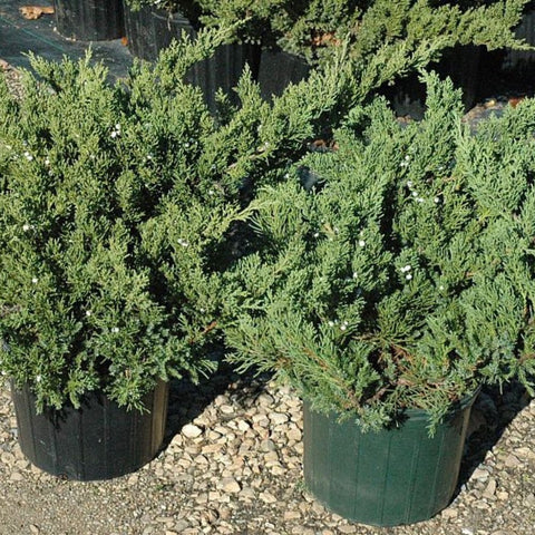 Juniper Parsonii (Juniperus Chinensis 'Parsonii') - PlantologyUSA - Medium