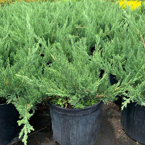 Juniper Parsonii (Juniperus Chinensis 'Parsonii') - PlantologyUSA - Medium