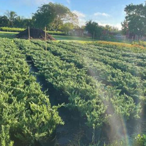 Juniper Parsonii (Juniperus Chinensis 'Parsonii') - PlantologyUSA - Medium