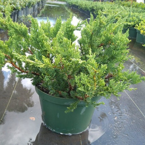 Juniper Parsonii (Juniperus Chinensis 'Parsonii') - PlantologyUSA - Medium