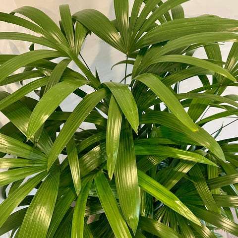 Lady Palm (Rhapis Excelsa) - PlantologyUSA - 7 Gallon