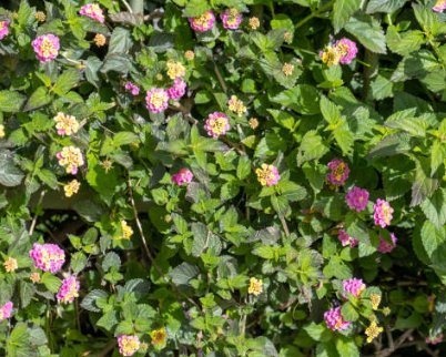 Lantana Confetii (Lantana camara) - PlantologyUSA - Medium