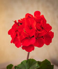 Lantana Dallas Red (Lantana camara) - PlantologyUSA - Medium