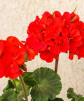 Lantana Dallas Red (Lantana camara) - PlantologyUSA - Medium