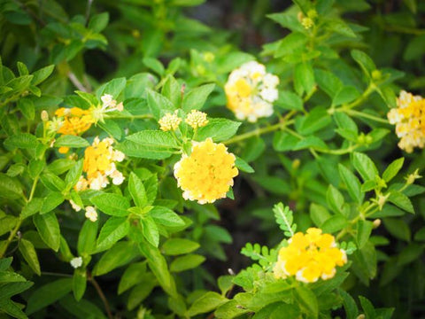 Lantana Lemon Drop "Pale Yellow" (Lantana camara) - PlantologyUSA - Medium