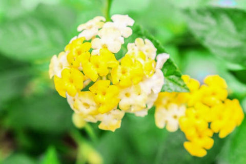 Lantana Lemon Drop "Pale Yellow" (Lantana camara) - PlantologyUSA - Medium