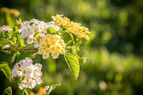 Lantana Lemon Drop "Pale Yellow" (Lantana camara) - PlantologyUSA - Medium