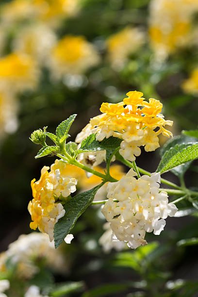 Lantana Lemon Drop "Pale Yellow" (Lantana camara) - PlantologyUSA - Medium