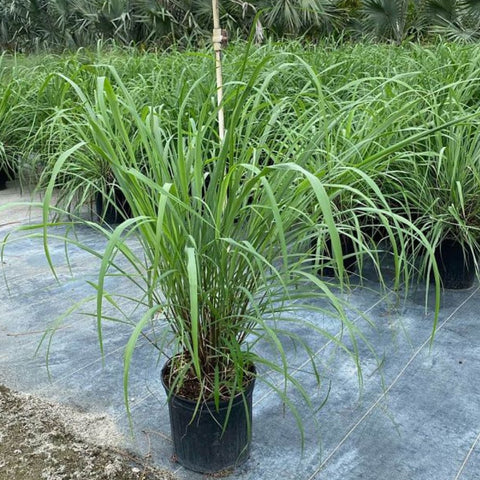 Lemon Grass (Cymbopogon) - PlantologyUSA - 3 Gallon