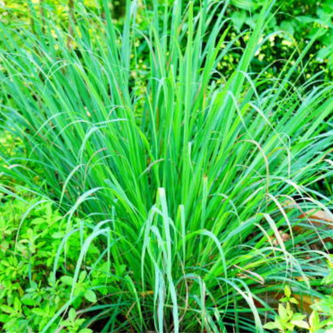 Lemon Grass (Cymbopogon) - PlantologyUSA - 3 Gallon