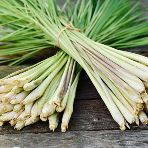 Lemon Grass (Cymbopogon) - PlantologyUSA - 3 Gallon
