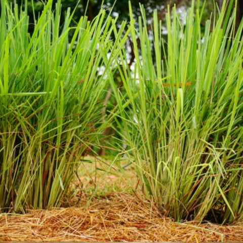 Lemon Grass (Cymbopogon) - PlantologyUSA - 3 Gallon