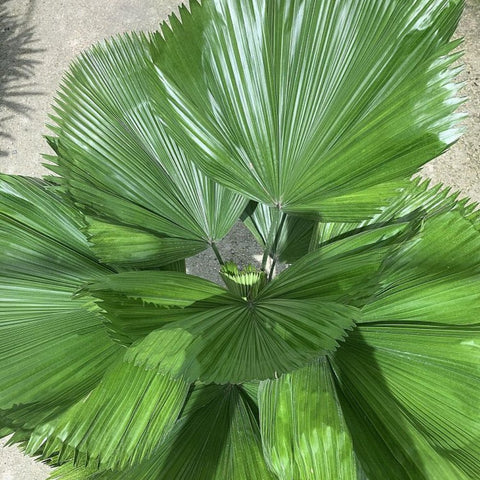 Licuala grandis, Licuala Grandis Palm, Vanuatu Fan Palm - PlantologyUSA - 7 Gallon