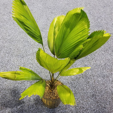 Licuala grandis, Licuala Grandis Palm, Vanuatu Fan Palm - PlantologyUSA - 7 Gallon