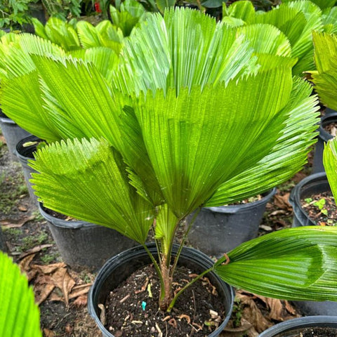 Licuala grandis, Licuala Grandis Palm, Vanuatu Fan Palm - PlantologyUSA - 7 Gallon