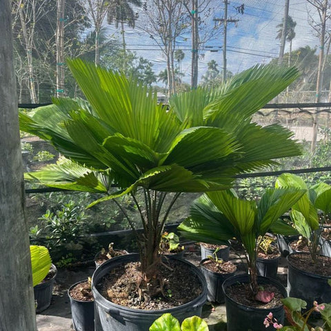 Licuala grandis, Licuala Grandis Palm, Vanuatu Fan Palm - PlantologyUSA - 7 Gallon