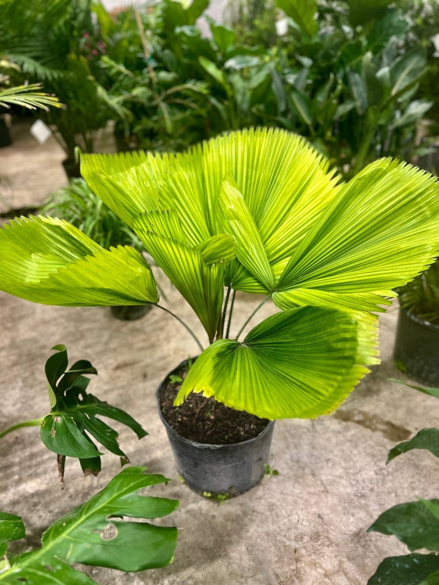 ruffled palm plant Licuala Grandis Palm, Vanuatu Fan Palm