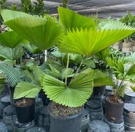 Licuala Peltata Elegans Palm Tree, Rare and Exotic - PlantologyUSA - 3 Gallon