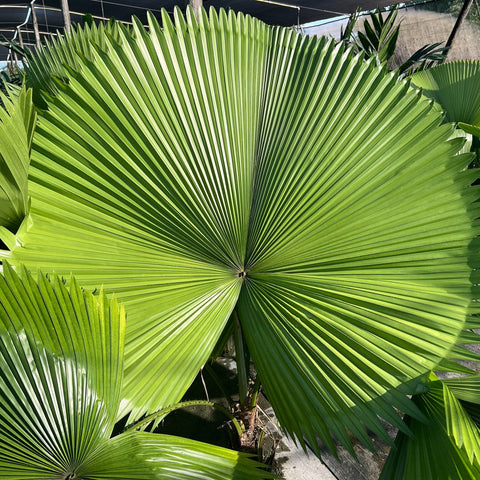 Licuala Peltata Elegans Palm Tree, Rare and Exotic - PlantologyUSA - 3 Gallon