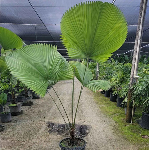 Licuala Peltata Elegans Palm Tree, Rare and Exotic - PlantologyUSA - 3 Gallon