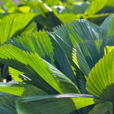 Licuala Peltata Elegans Palm Tree, Rare and Exotic - PlantologyUSA - 3 Gallon