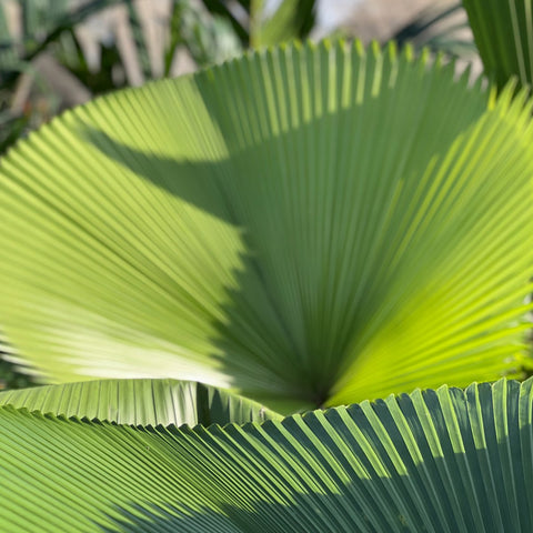 Licuala Peltata Elegans Palm Tree, Rare and Exotic - PlantologyUSA - 3 Gallon