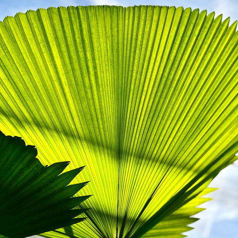 Licuala Peltata Elegans Palm Tree, Rare and Exotic - PlantologyUSA - 3 Gallon