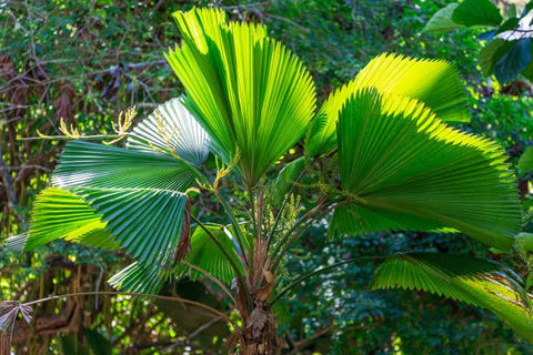 Licuala Peltata Elegans Palm Tree, Rare and Exotic - PlantologyUSA - 3 Gallon