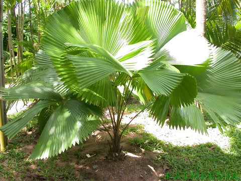 Licuala Peltata Elegans Palm Tree, Rare and Exotic - PlantologyUSA - 3 Gallon