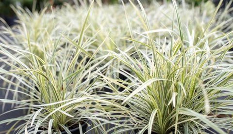 Liriope Aztec (Liriope muscari 'Aztec') - PlantologyUSA - Medium