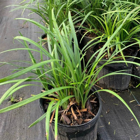 Liriope Green (Liriope muscari 'Evergreen') - PlantologyUSA - 3 Gallon