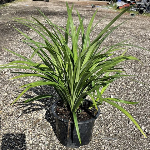 Liriope Green (Liriope muscari 'Evergreen') - PlantologyUSA - 3 Gallon
