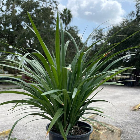 Liriope Green (Liriope muscari 'Evergreen') - PlantologyUSA - 3 Gallon