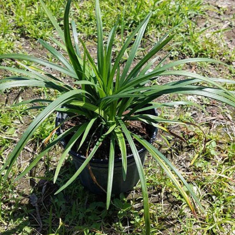 Liriope Green (Liriope muscari 'Evergreen') - PlantologyUSA - 3 Gallon