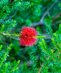Little John Dwarf Bottlebrush (Callistemon citrinus 'Little John') - PlantologyUSA - Medium
