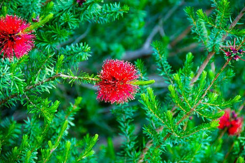 Little John Dwarf Bottlebrush (Callistemon citrinus 'Little John') - PlantologyUSA - Medium