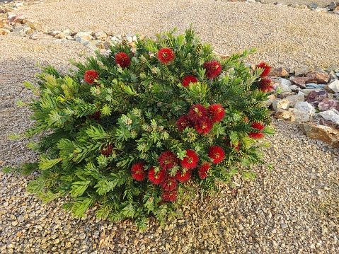 Little John Dwarf Bottlebrush (Callistemon citrinus 'Little John') - PlantologyUSA - Medium