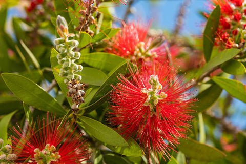 Little John Dwarf Bottlebrush (Callistemon citrinus 'Little John') - PlantologyUSA - Medium