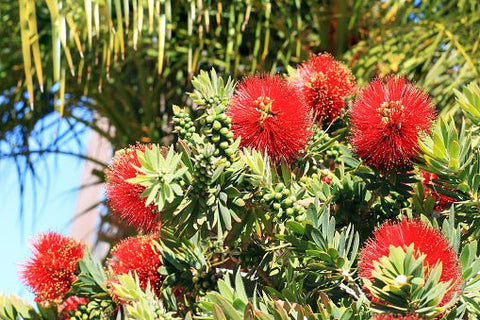 Little John Dwarf Bottlebrush (Callistemon citrinus 'Little John') - PlantologyUSA - Medium