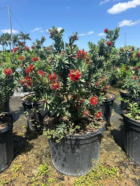 Little John Dwarf Bottlebrush (Callistemon citrinus 'Little John') - PlantologyUSA - Medium