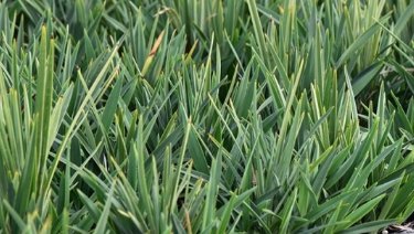 Little Rev Flax Lily (Dianella revoluta 'DR5000') - PlantologyUSA - Small 9-11"