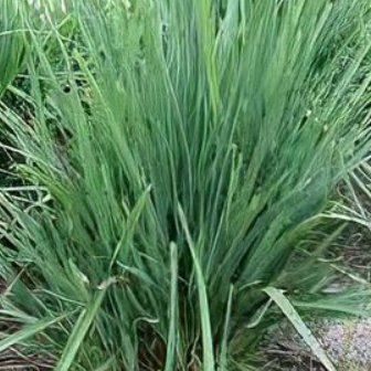 Little Rev Flax Lily (Dianella revoluta 'DR5000') - PlantologyUSA - Small 9-11"