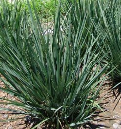 Little Rev Flax Lily (Dianella revoluta 'DR5000') - PlantologyUSA - Small 9-11"
