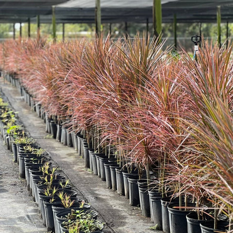Madagascar Dragon Tree (Dracaena Marginata 'Magenta') - PlantologyUSA - 2-3 feet