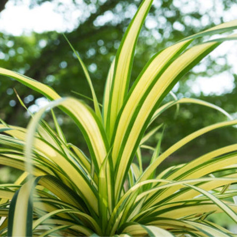 Madagascar Dragon Tree (Dracaena Marginata 'Ray of Sunshine') - PlantologyUSA - 2-3 feet