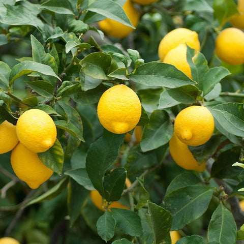 Meyer Lemon Tree (Citrus reticulata) - PlantologyUSA - Medium 4-5'