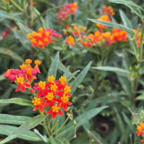 Milkweed Red (Asclepias Curassavica) - PlantologyUSA - 1 gallon