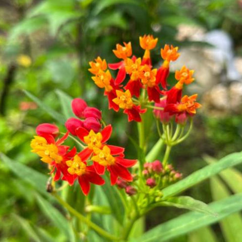 Milkweed Red (Asclepias Curassavica) - PlantologyUSA - 3 gallon