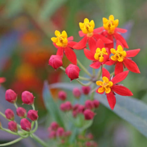 Milkweed Red (Asclepias Curassavica) - PlantologyUSA - 3 gallon
