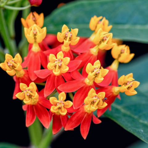 Milkweed Red (Asclepias Curassavica) - PlantologyUSA - 3 gallon